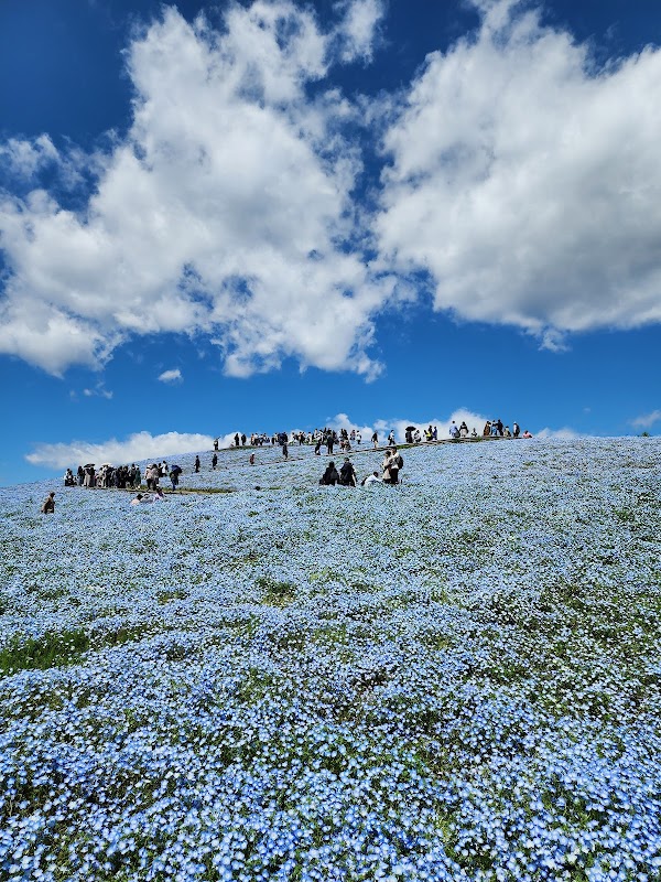 Hitachi Seaside Park 5