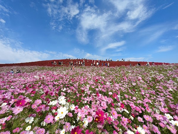 Hitachi Seaside Park 4