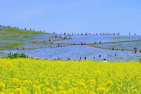 Hitachi Seaside Park 3