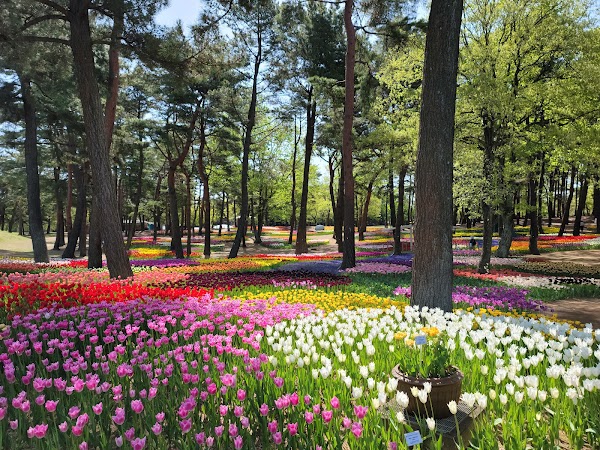 Hitachi Seaside Park 2