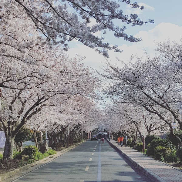장전리 벚꽃길