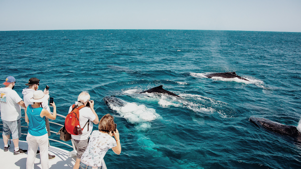 Brisbane Whale Watching