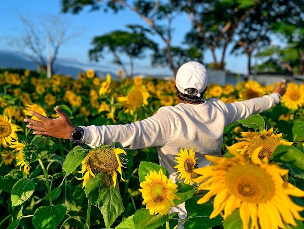 Sunflower Field 1
