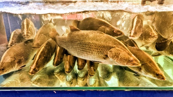 Kampung Nelayan Floating Seafood Market Restaurant 4