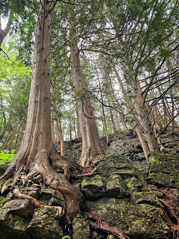 Elora Gorge Conservation Area 3