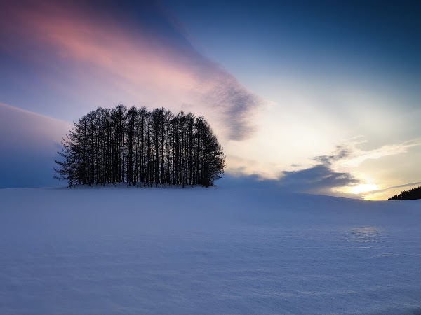 Mild Seven tree