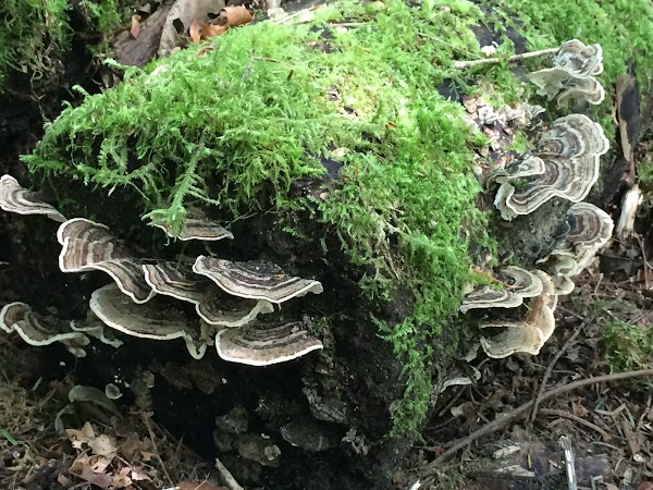 Stocking Creek Trail 3