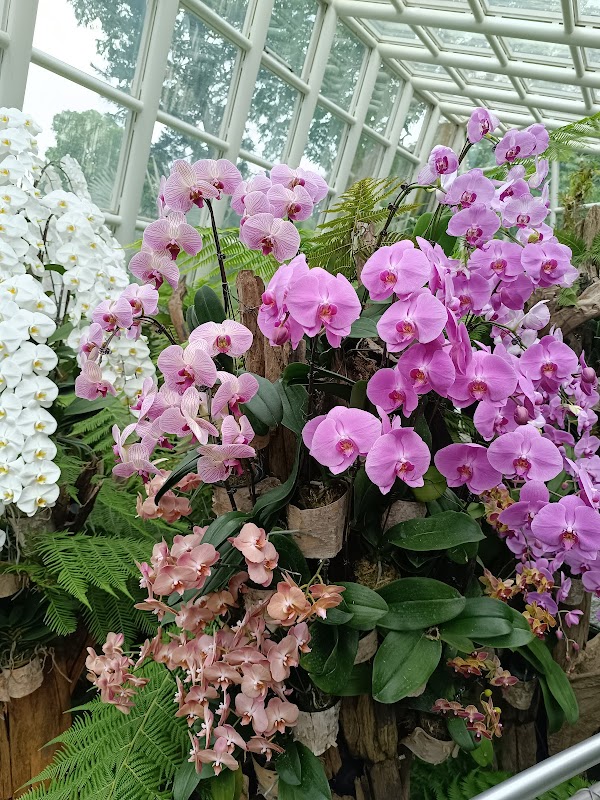 National Orchid Garden 5