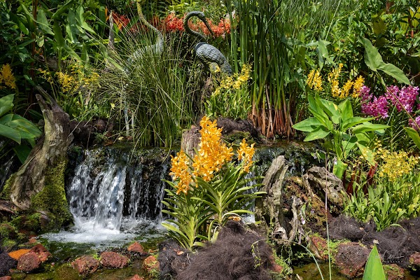 National Orchid Garden 4