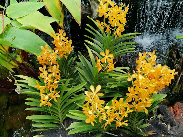 National Orchid Garden 3