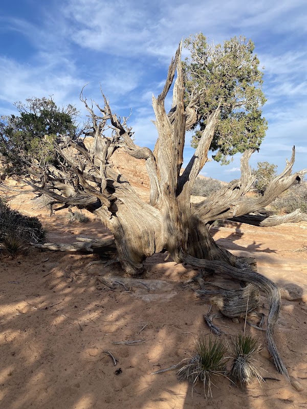 Mesa Arch Trail 2