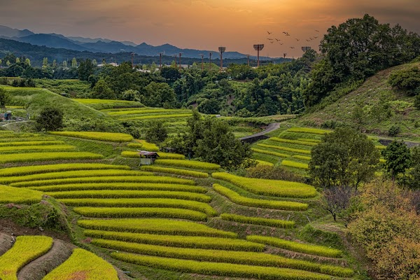 Shimo Akasaka Rice Terraces 1
