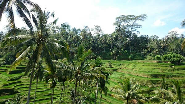 Tegallalang 2