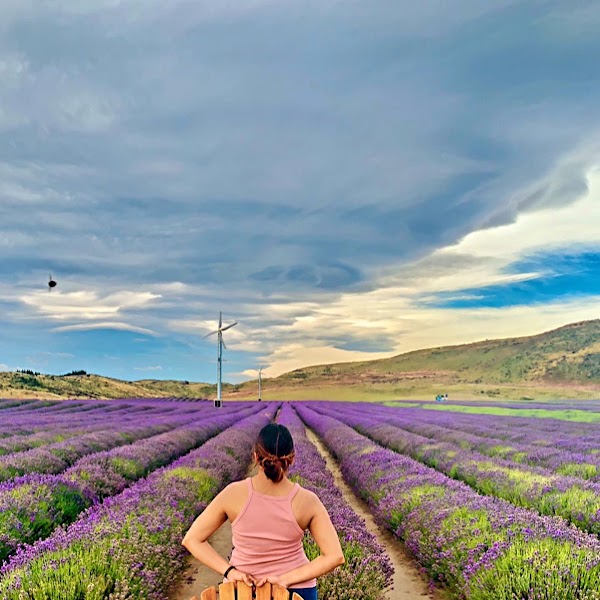 NZ Alpine Lavender