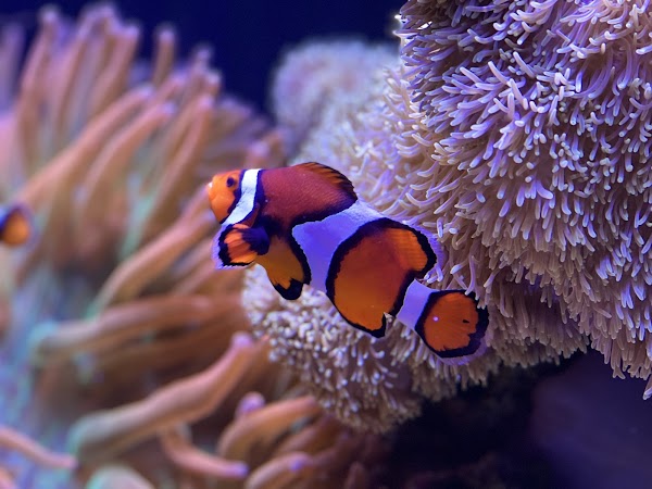 Seattle Aquarium 3