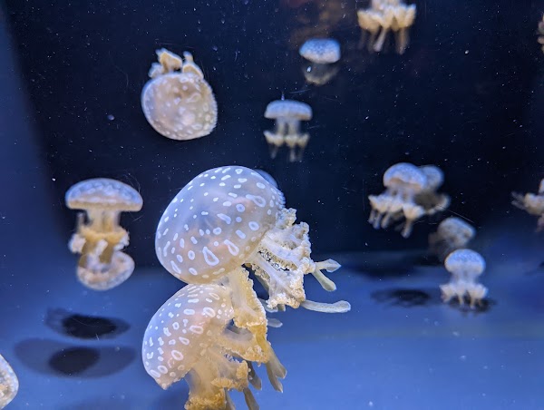 Seattle Aquarium 2