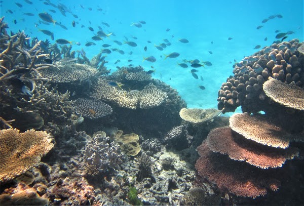 Britomart Reef