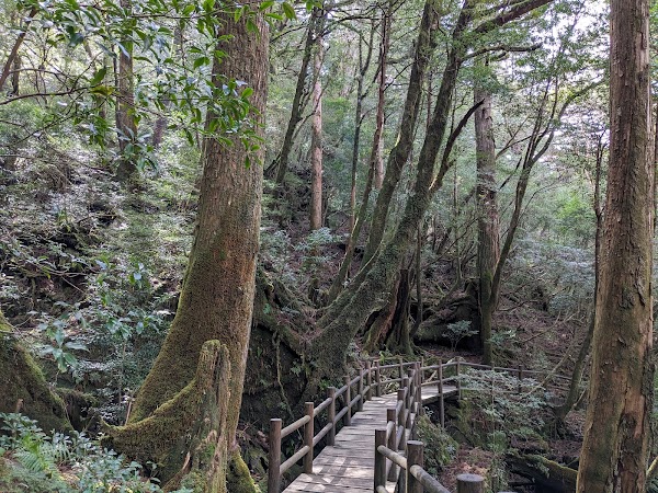 Yakusugi Land