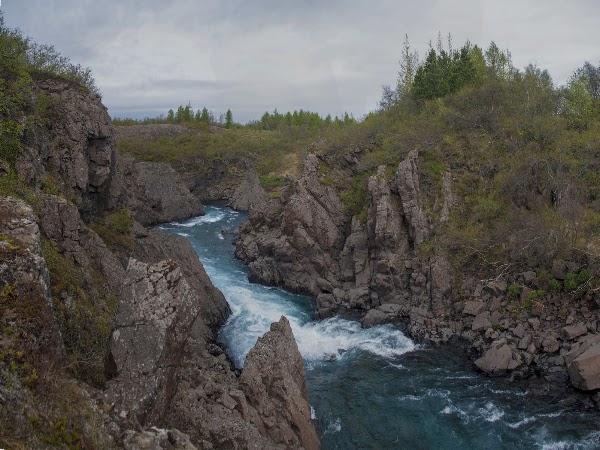 Selskógur 1