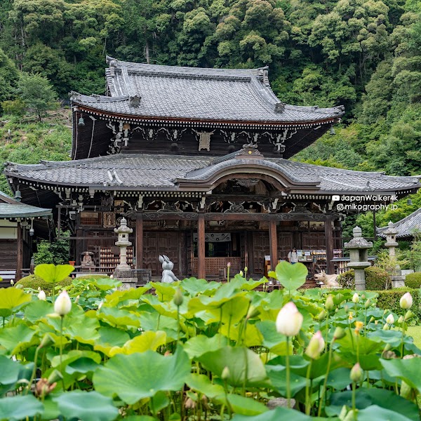 Hydrangea Garden, Mimurotoji Temple