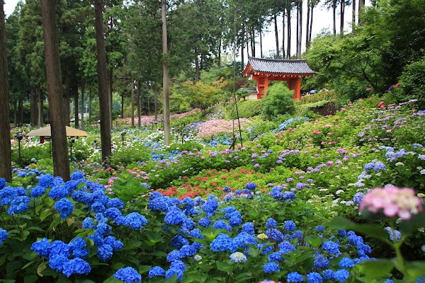 Hydrangea Garden, Mimurotoji Temple 5
