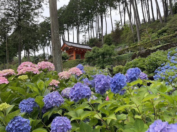 Hydrangea Garden, Mimurotoji Temple 4