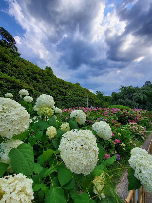 Hydrangea Garden, Mimurotoji Temple 3