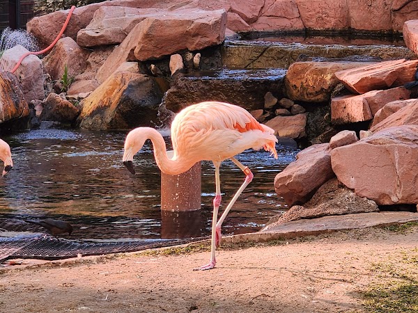 Flamingo Wildlife Habitat 5