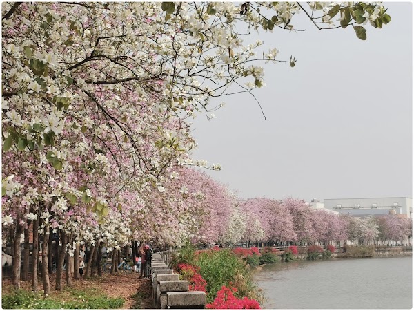 Guangdong Haizhu National Wetland Park 4