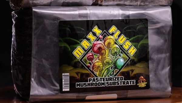 Mycelium Outlet 5