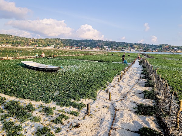 Seaweed farm area 3