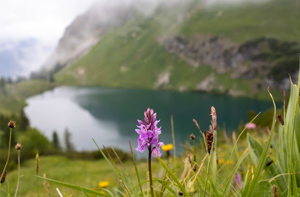 Seealpsee 2