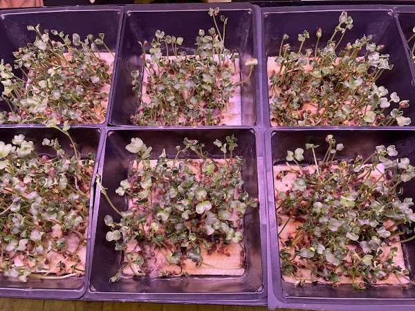 Something Wild - The Farm Restaurant 6