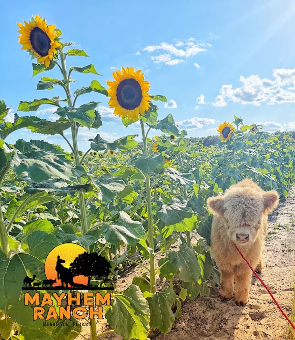 Mayhem Ranch
