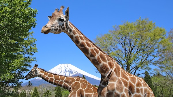 Fuji Safari Park 1