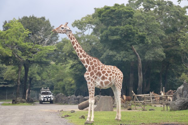 Fuji Safari Park 5