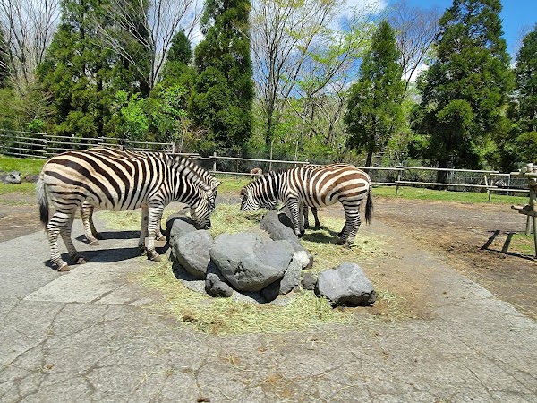 Fuji Safari Park 4