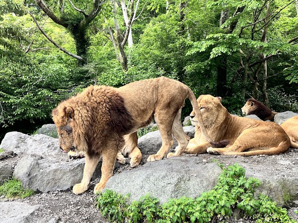 Fuji Safari Park 3