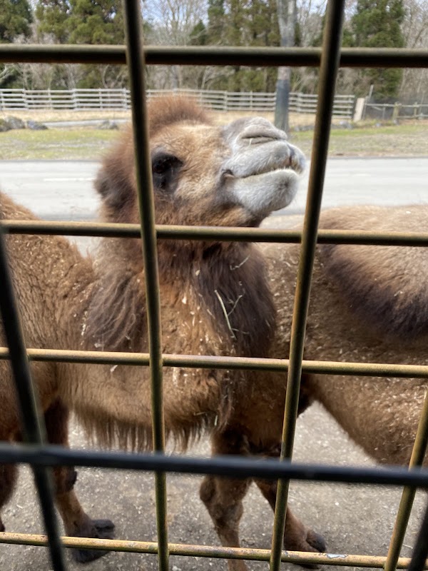Fuji Safari Park 2