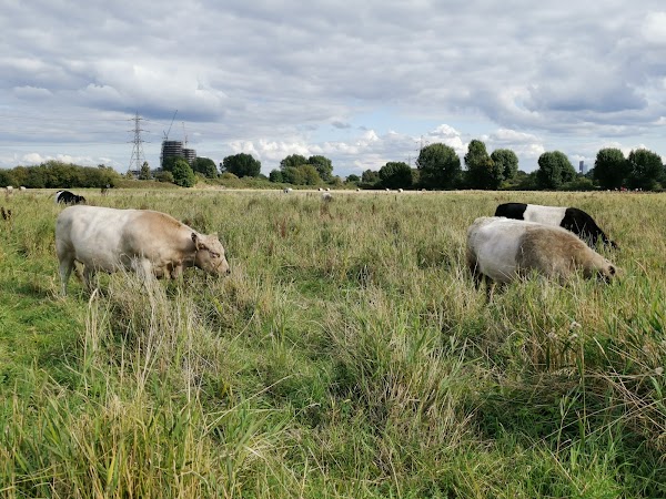 Walthamstow Marshes 3