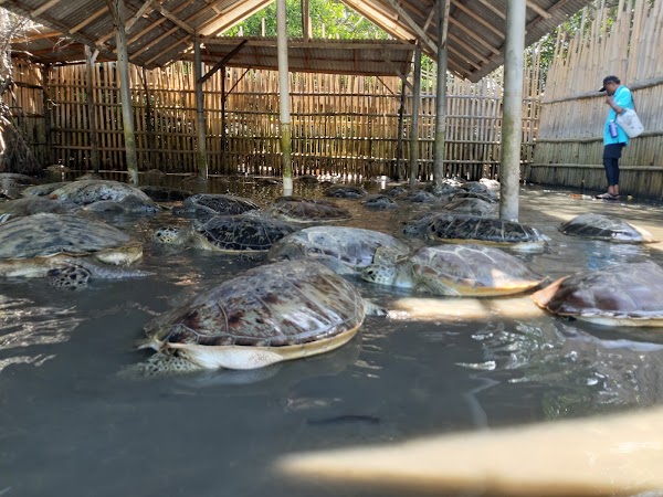 Deluang Sari Turtle Conservation Center 5
