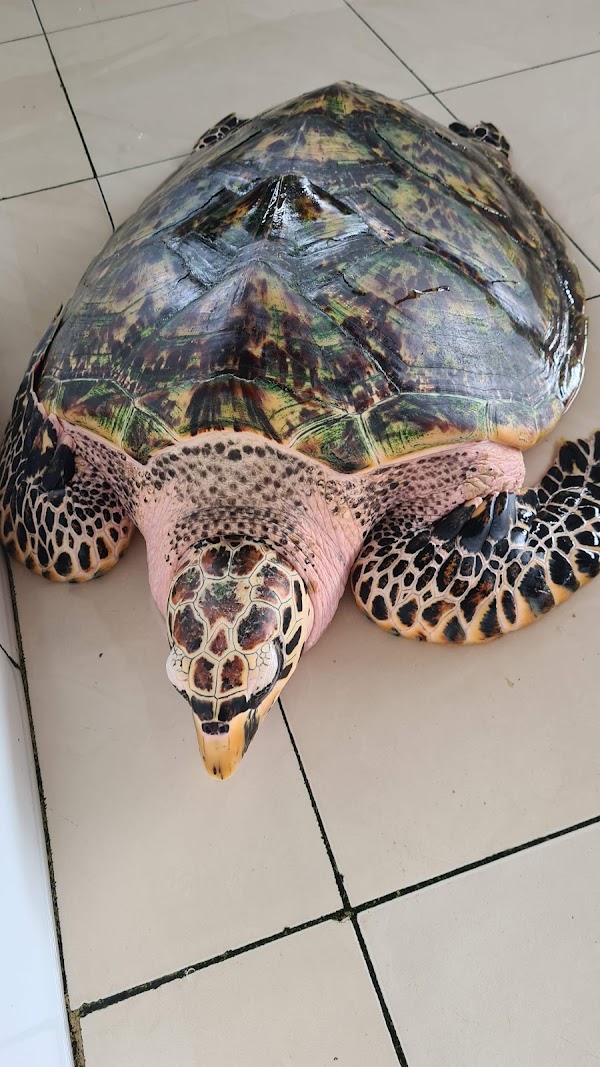 Deluang Sari Turtle Conservation Center 4
