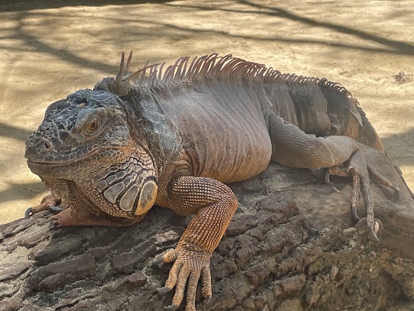 Deluang Sari Turtle Conservation Center 2