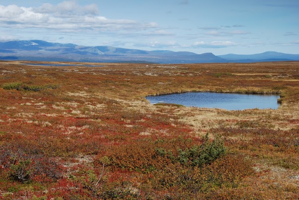 Flatruet 1