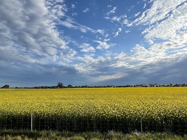 Barossa Valley 4