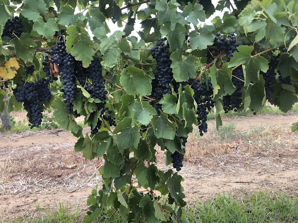 Barossa Valley 2