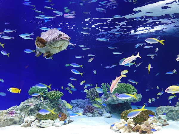 Marine World 4
