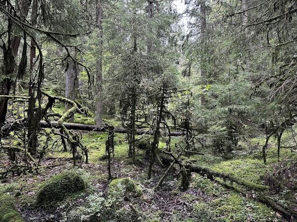 Svartedalens vildmarksområde 1