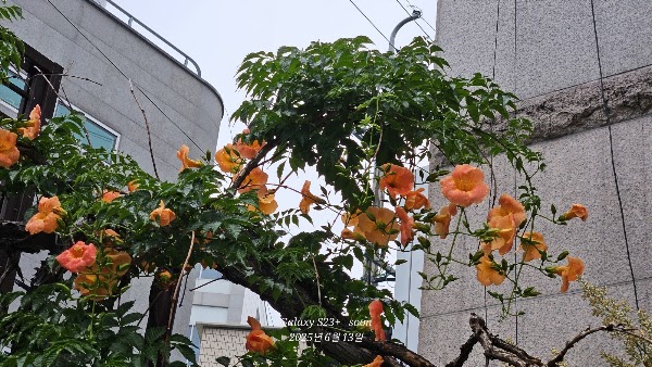 대구 능소화 폭포 2