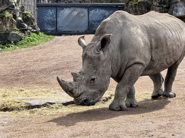Pairi Daiza 3